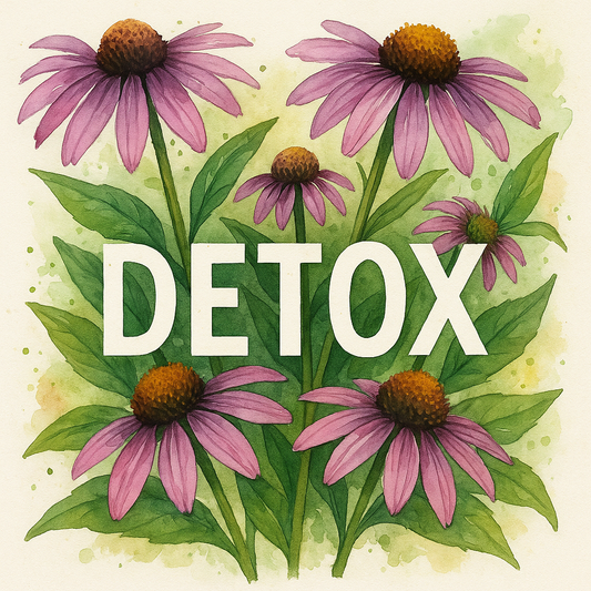 Echinacea Detox: Boosting Immunity and Clearing Toxins Naturally