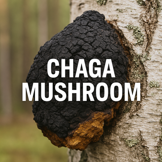 Chaga Mushroom: Benefits, Uses, and Detox Support